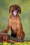 Rhodesian Ridgeback Welpe / rhodesian ridgeback puppy