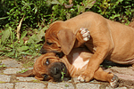 Rhodesian Ridgeback Welpen / rhodesian ridgeback puppies