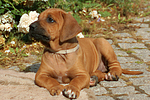 Rhodesian Ridgeback Welpe / rhodesian ridgeback puppy