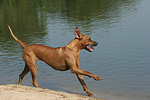 Rhodesian Ridgeback