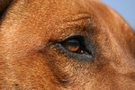 Rhodesian Ridgeback Auge / rhodesian ridgeback eye