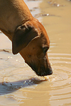 Rhodesian Ridgeback