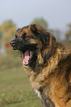 Leonberger