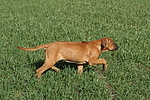 Rhodesian Ridgeback Welpe / rhodesian ridgeback puppy