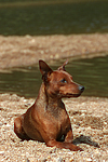 Rehpinscher / miniature pinscher