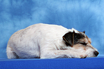 Parson Russell Terrier