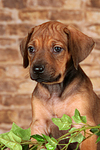 Rhodesian Ridgeback Welpe / rhodesian ridgeback puppy