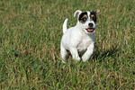 rennender Parson Russell Terrier Welpe / running PRT puppy