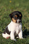 Jack Russell Terrier Welpe / jack russell terrier puppy