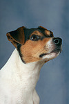 Parson Russell Terrier