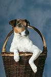 Parson Russell Terrier