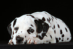 Dalmatiner Welpe / dalmatian puppy