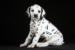 Dalmatiner Welpe / dalmatian puppy