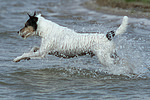 Parson Russell Terrier