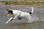 Parson Russell Terrier