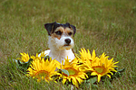 Parson Russell Terrier