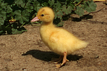 junge Warzenente / young muscovy duck