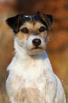 Parson Russell Terrier