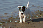 Parson Russell Terrier Welpe / parson russell terrier puppy