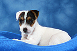 Parson Russell Terrier Welpe / parson russell terrier puppy