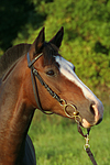 Deutsches Reitpony Portrait / pony portrait