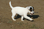 Parson Russell Terrier Welpe / parson russell terrier puppy