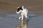 Parson Russell Terrier Welpe / parson russell terrier puppy