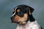 Jack Russell Terrier Welpe / jack russell terrier puppy