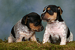 Jack Russell Terrier Welpen / jack russell terrier puppies