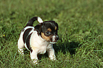 Jack Russell Terrier Welpe / jack russell terrier puppy