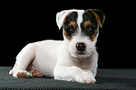 Parson Russell Terrier Welpe / parson russell terrier puppy