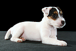 Parson Russell Terrier Welpe / parson russell terrier puppy