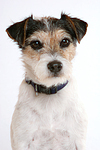 Parson Russell Terrier