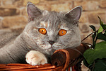 Britisch Kurzhaar / british shorthair