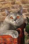 Britisch Kurzhaar / british shorthair