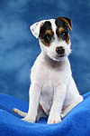 Parson Russell Terrier Welpe / parson russell terrier puppy