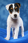 Parson Russell Terrier Welpe / parson russell terrier puppy