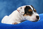 Parson Russell Terrier Welpe / parson russell terrier puppy