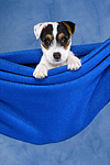 Parson Russell Terrier Welpe / parson russell terrier puppy