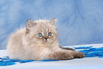 liegendes Perser Colourpoint Kätzchen / lying persian colourpoint kitten