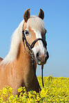 Haflinger Portrait / haflinger horse portrait