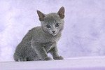 sitzendes Russisch Blau Kätzchen / sitting russian blue kitten