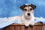 Parson Russell Terrier