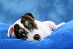 Parson Russell Terrier Welpe / parson russell terrier puppy