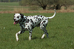 Dalmatiner / dalmatian