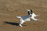 Parson Russell Terrier Welpe / parson russell terrier puppy