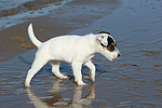 Parson Russell Terrier Welpe / parson russell terrier puppy