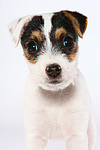 Parson Russell Terrier Welpe / parson russell terrier puppy