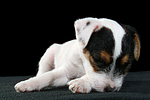 Parson Russell Terrier Welpe / parson russell terrier puppy