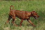 Rehpinscher / miniature pinscher